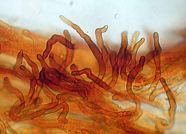 Xeromphalina cauticinalis   (Fr.)  Khner & Maire